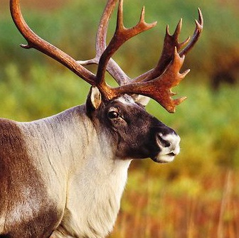 The commonly cited names of the eight fictional reindeer are Blitzen,..