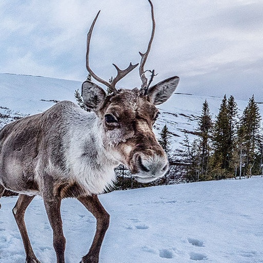 Cupid Reindeer